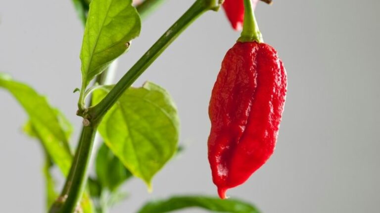 Are Ghost Peppers Genetically Modified?