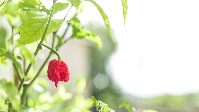 When to Pick Carolina Reapers