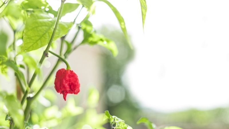 chocolate carolina reaper plant