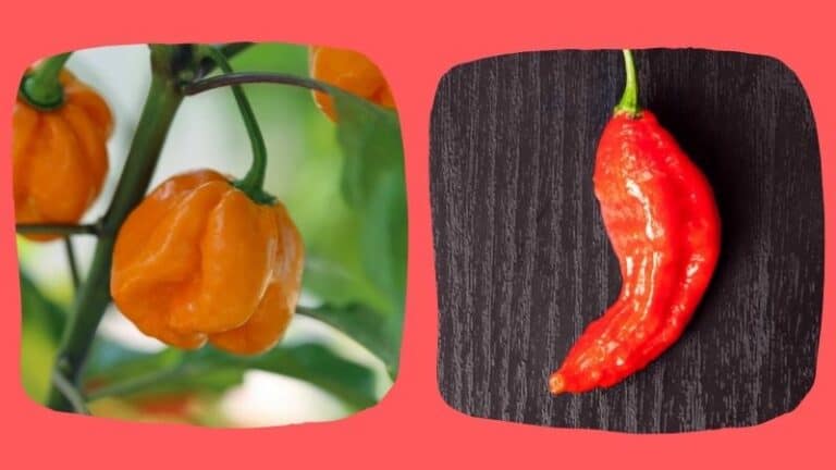 Apollo Pepper Vs. Ghost Pepper: The Difference Explained