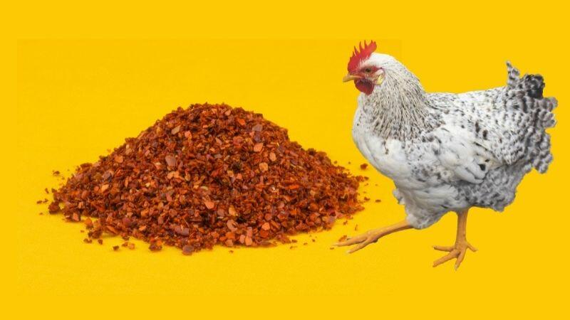 Are Red Pepper Flakes Good for Chickens