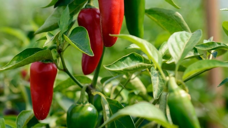 Can You Plant Habaneros and Jalapeños Together