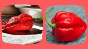 Ghost Peppers Vs Carolina Reaper: The Difference Explained