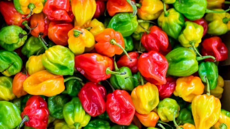 How Long Does the Heat From a Habanero Last?