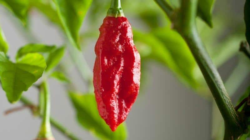 How Long Does It Take For Ghost Peppers To Turn From Green To Red?
