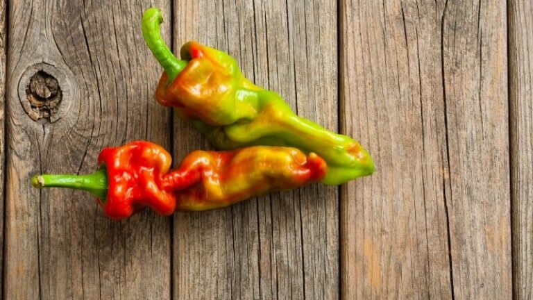 How To Tell the Difference Between Dried and Spoiled Ghost Peppers?