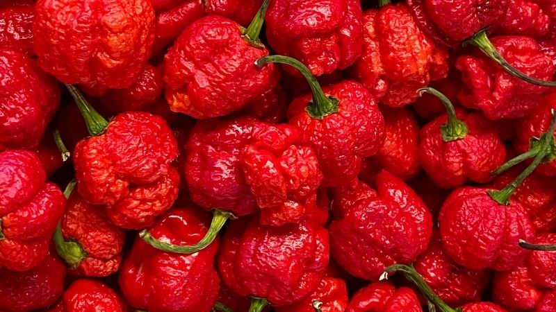 Is It Safe To Eat a Raw Carolina Reaper?
