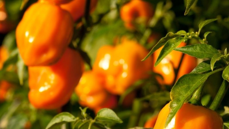 The Best Conditions for Habanero Peppers