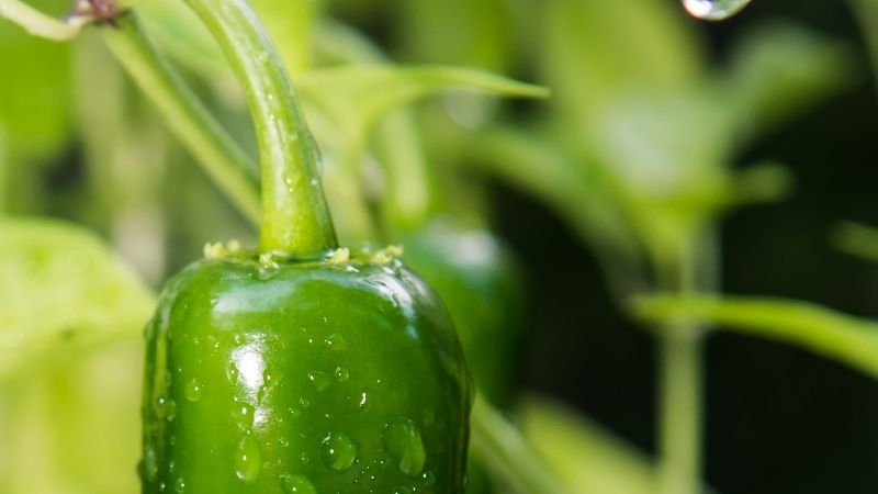 The Best Conditions for Jalapeño Peppers