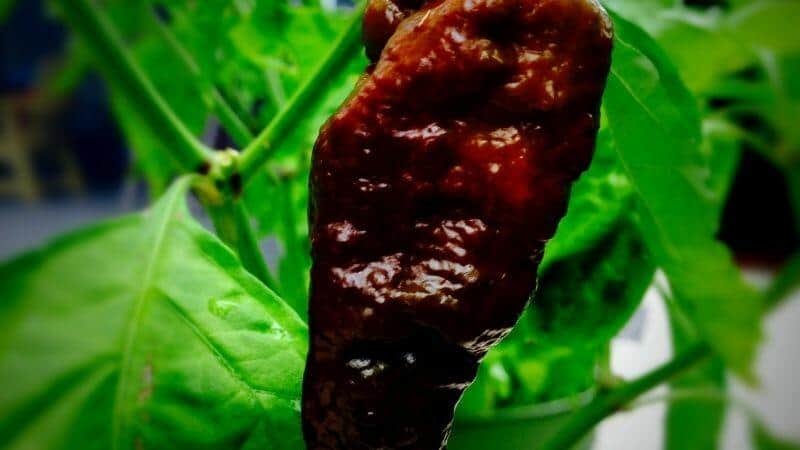What Makes Ghost Peppers Black Inside