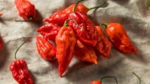 Where Do Ghost Peppers Burn in Your Mouth