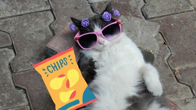 Why Does Your Cat Like to Eat Spicy Chips?