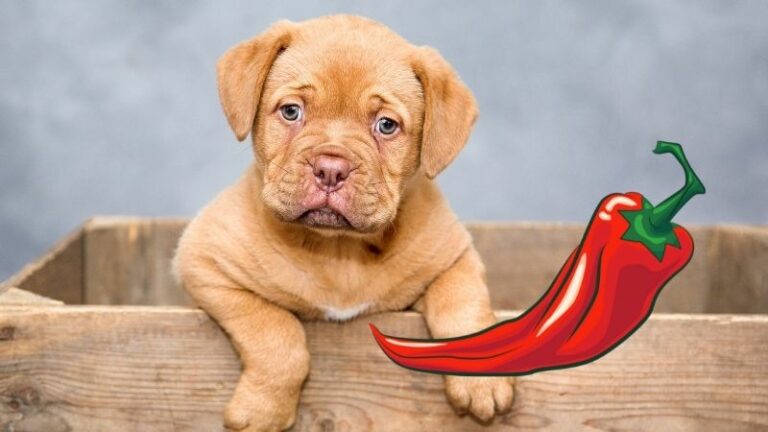 Why Does Your Dog Like To Eat Spicy Foods?