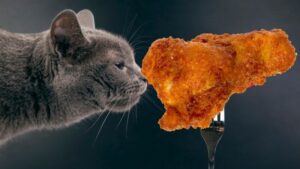 Will Cats Die From Eating Spicy Chicken Wings?