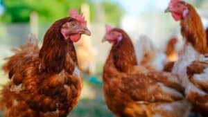 Will Spicy Food Hurt Chickens?