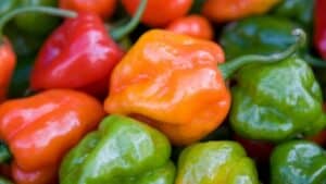 How Much Hotter is a Ghost Pepper Than a Habanero