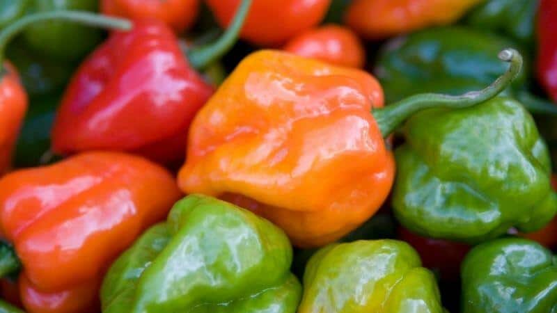 How Much Hotter is a Ghost Pepper Than a Habanero