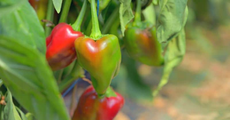 Can You Grow Peppers from Red Pepper Flakes?