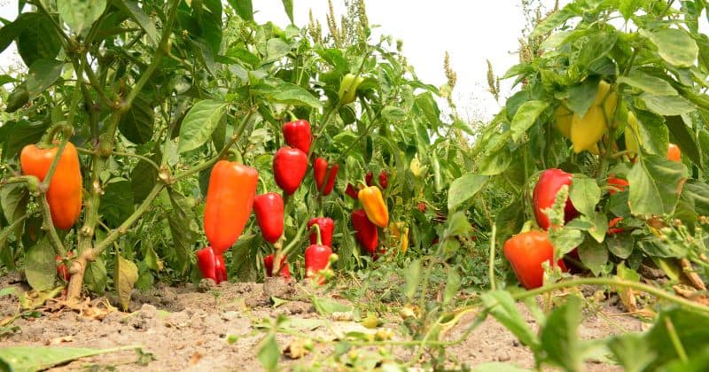 Red Bell Peppers Plant