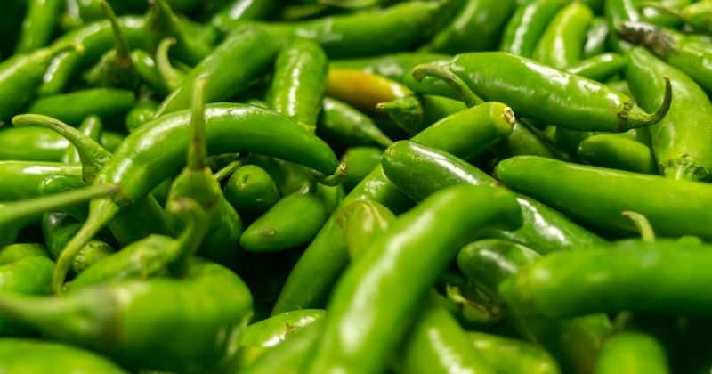 Serrano Peppers