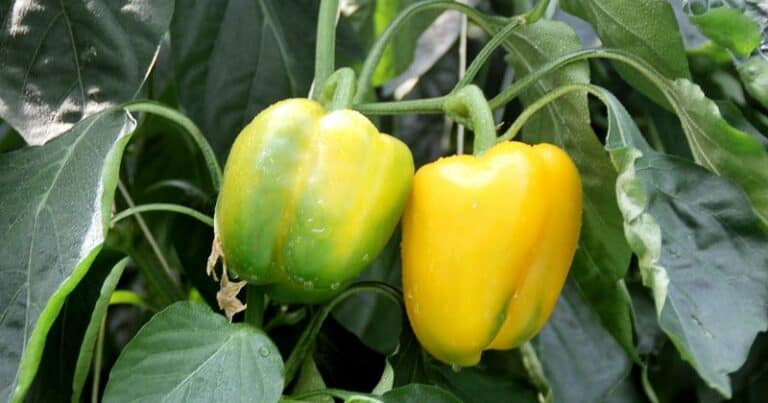 Yellow Bell Peppers Plants