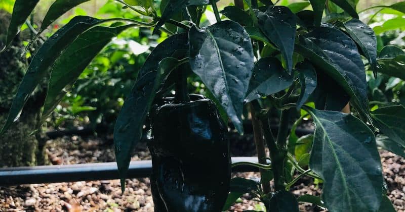 poblano peppers tree