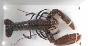 Can I Keep Live Lobster In The Fridge