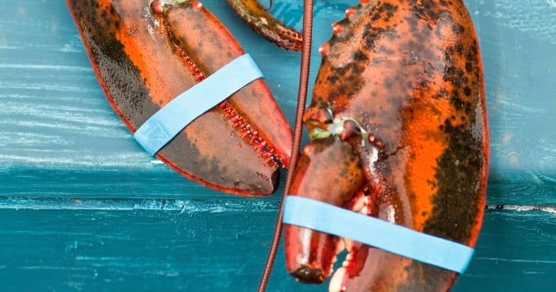 Can You Cook Lobster With Rubber Bands