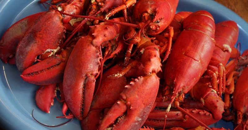 Can You Cook Lobster a Day in Advance?