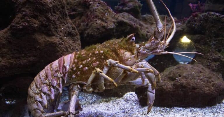 Can You Eat Live Lobster That Dead?