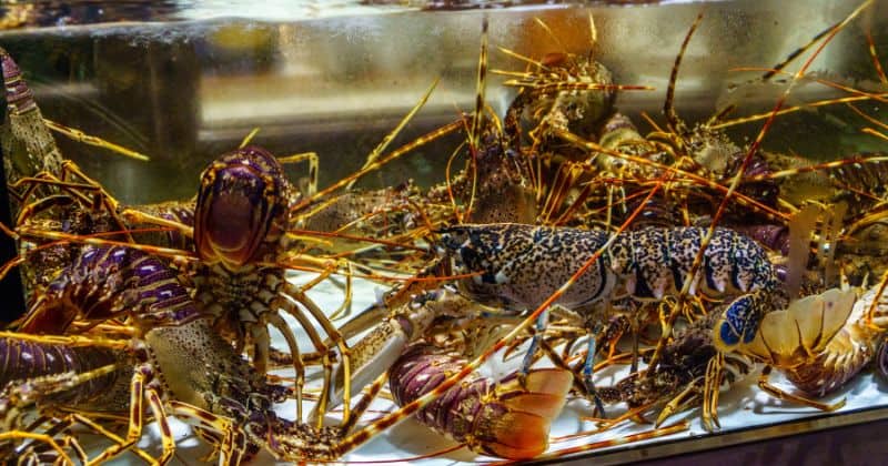 How Long To Keep a Live Lobster Before Cooking?