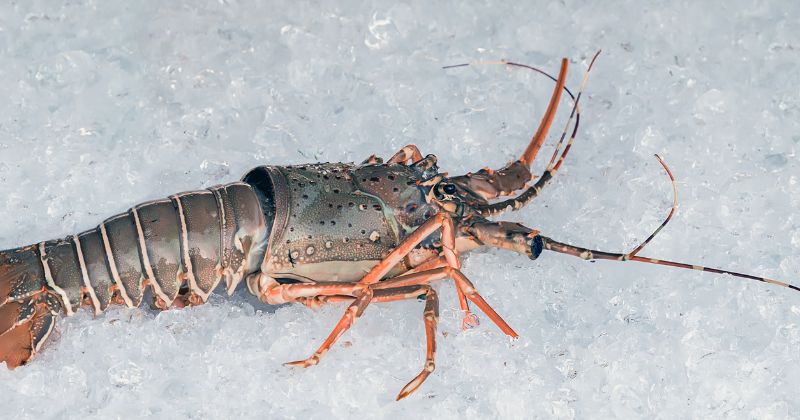 Storing Lobsters