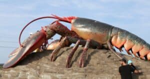 How Long Can Live Lobster Live Out of Water?