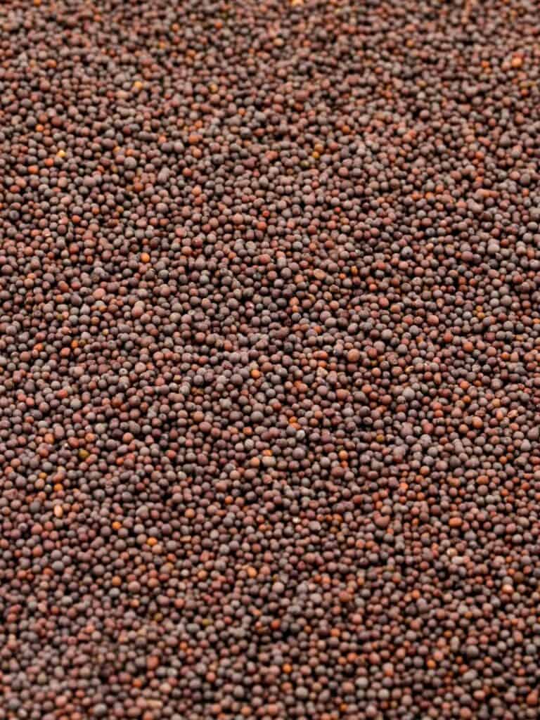 Brown Mustard Seed