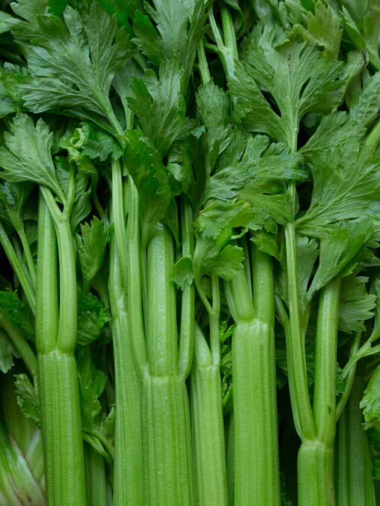 Celery