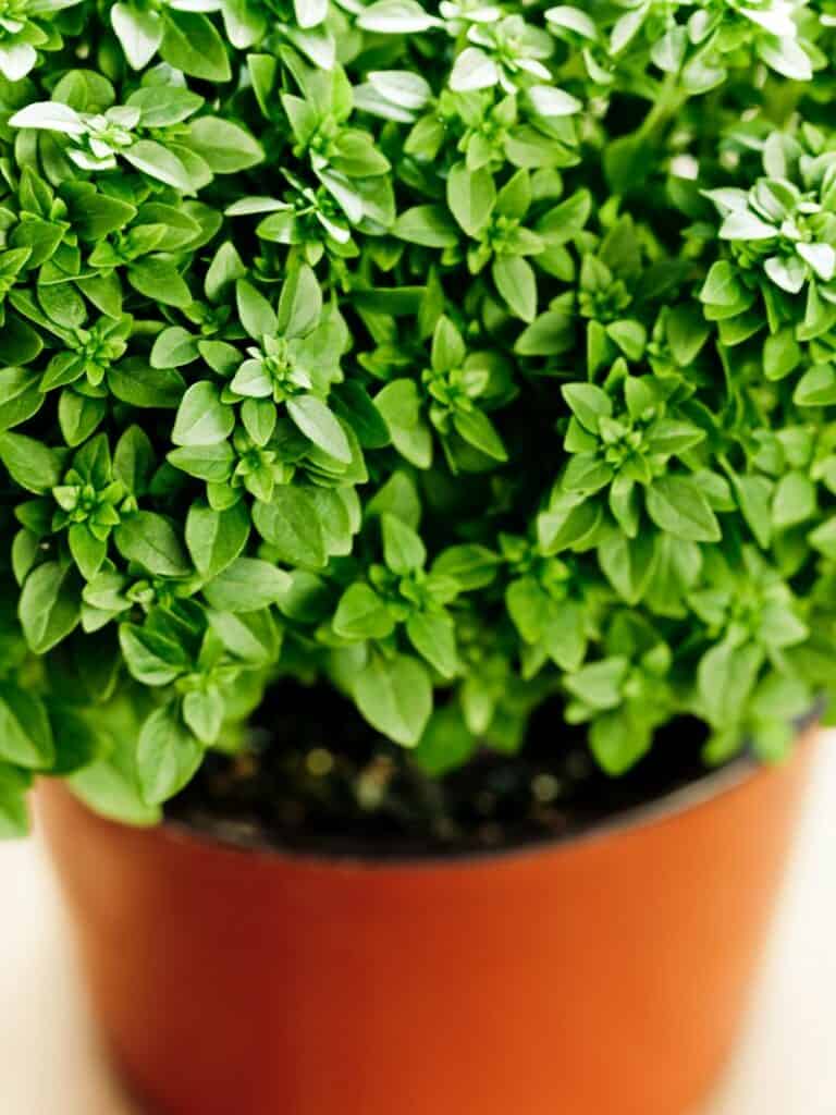 Greek Basil