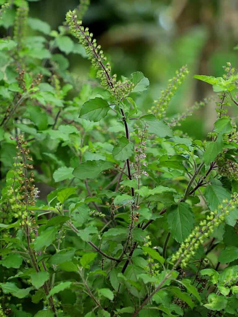 Holy Basil