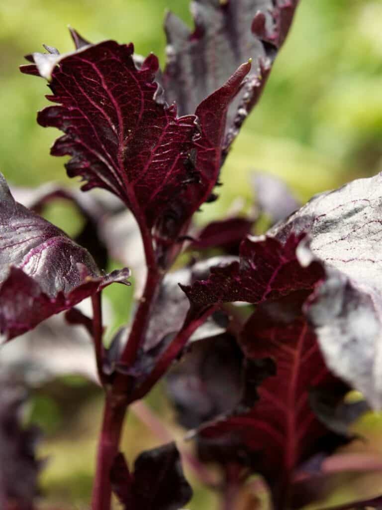 Purple Ruffles Basil