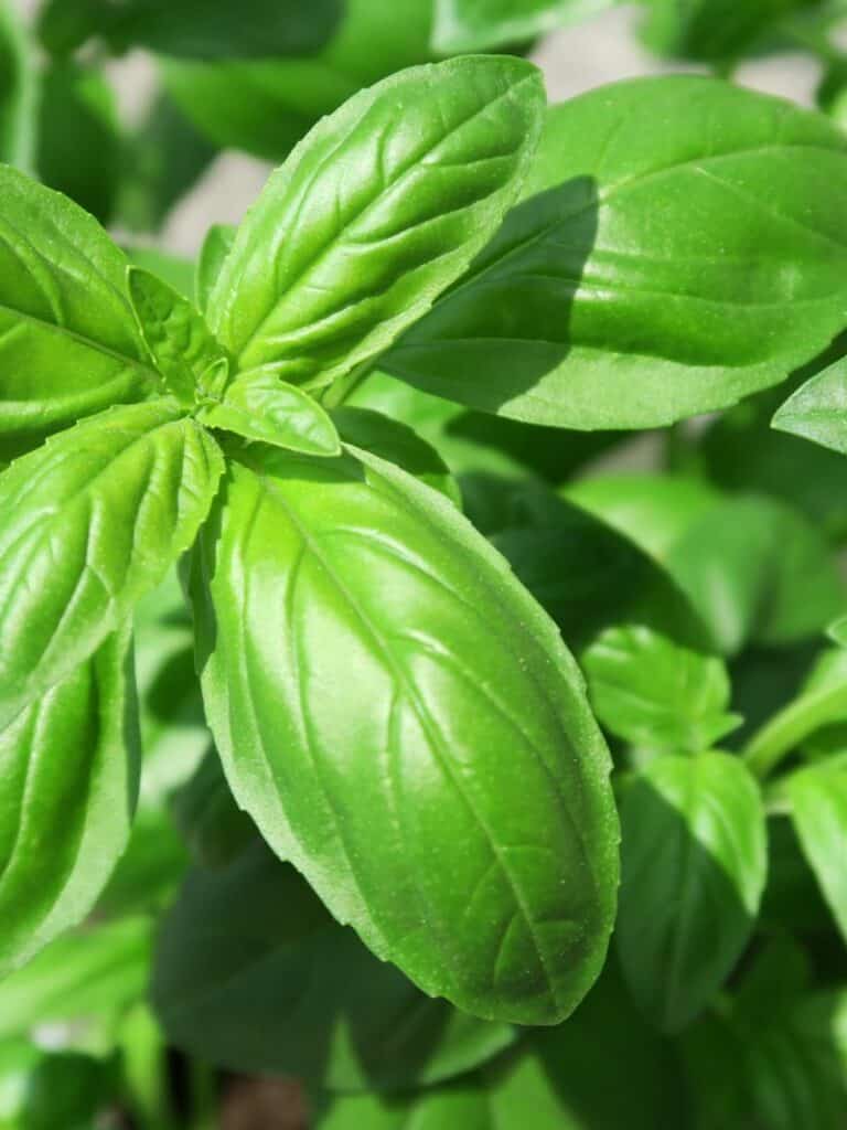 Sweet Basil