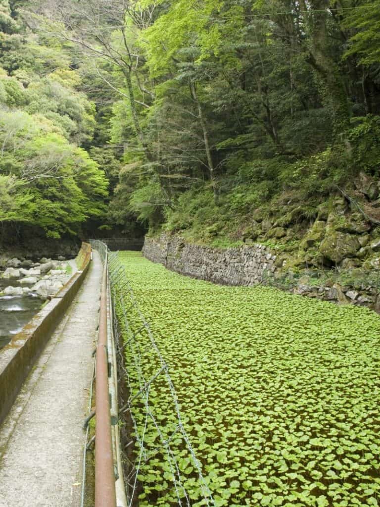 Wasabi field