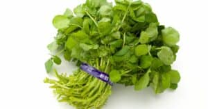 What Is Watercress