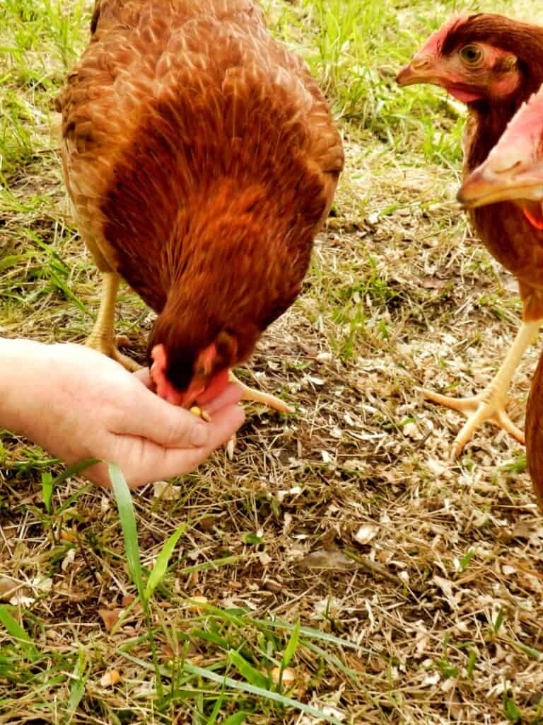 Why Should You Feed Red Pepper Flakes to Chickens