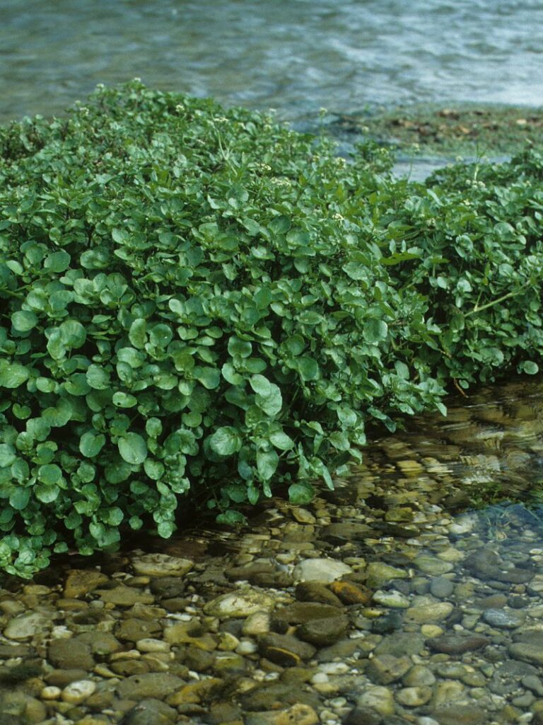 watercress cultivated