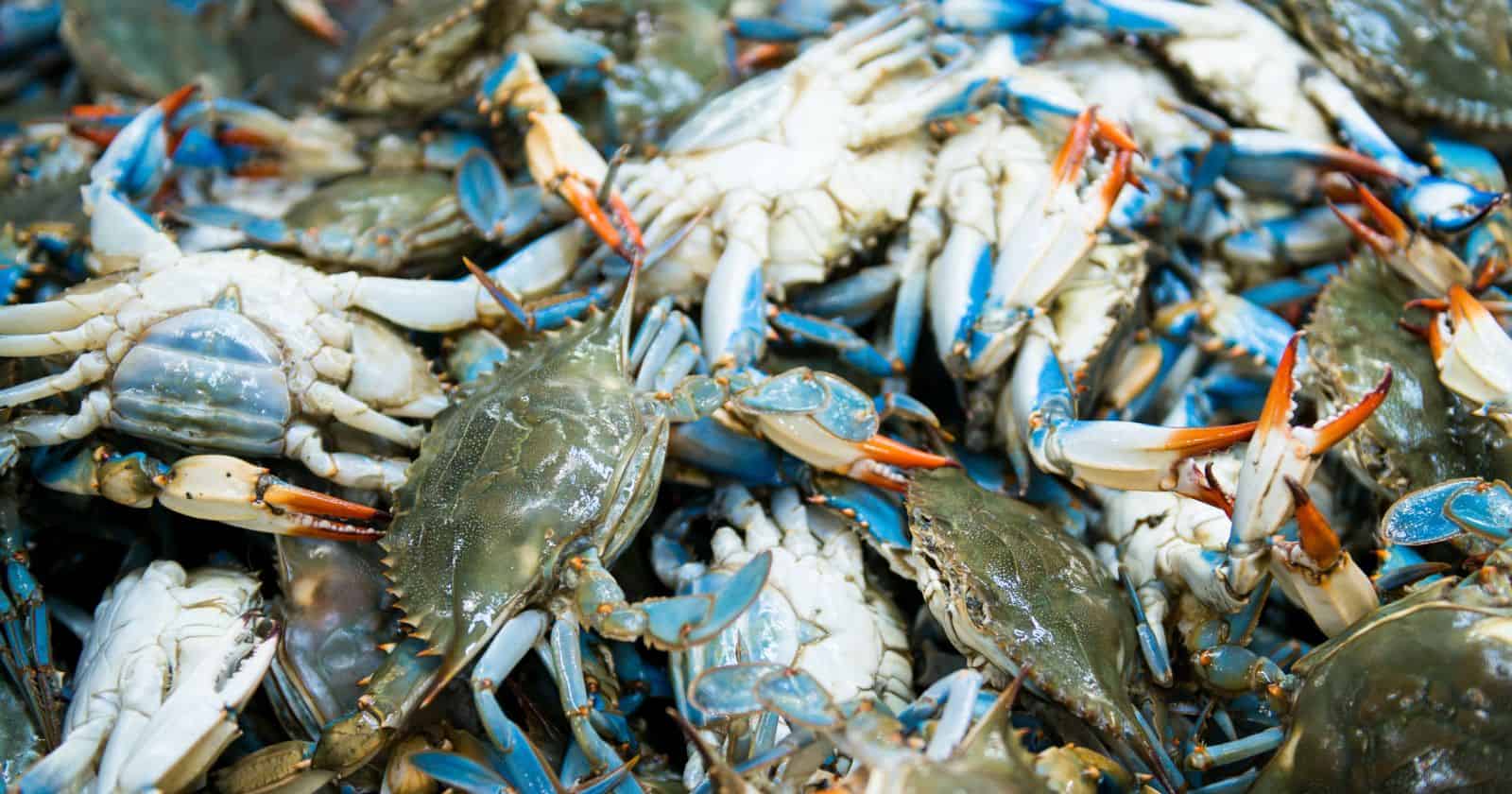 Do Blue Crabs Turn Red When Cooked