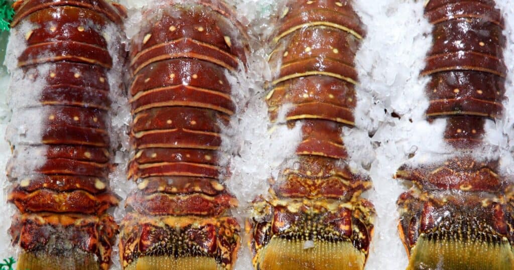 How Long Can Lobster Be Frozen