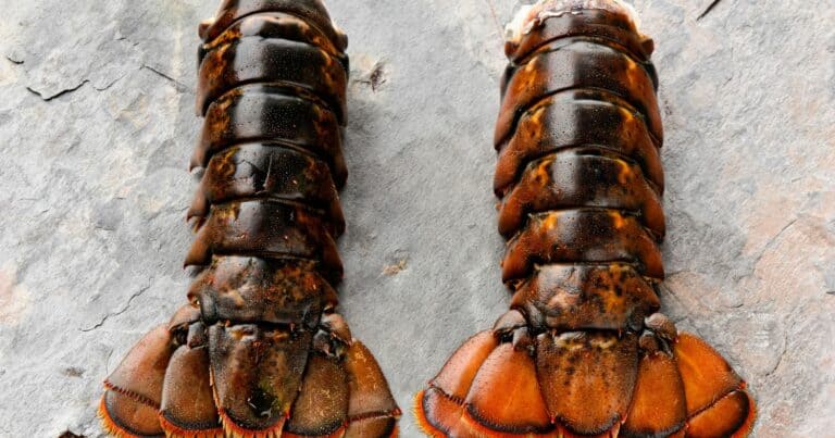 How To Clean Lobster Tail Poop