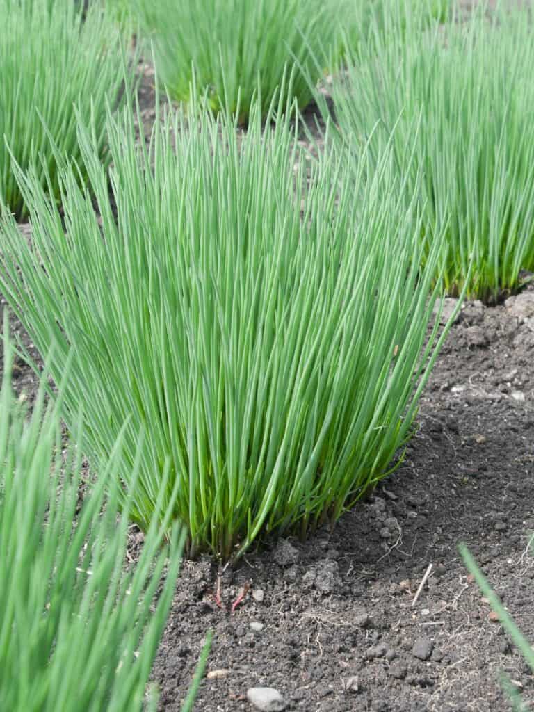 How To Grow Chives