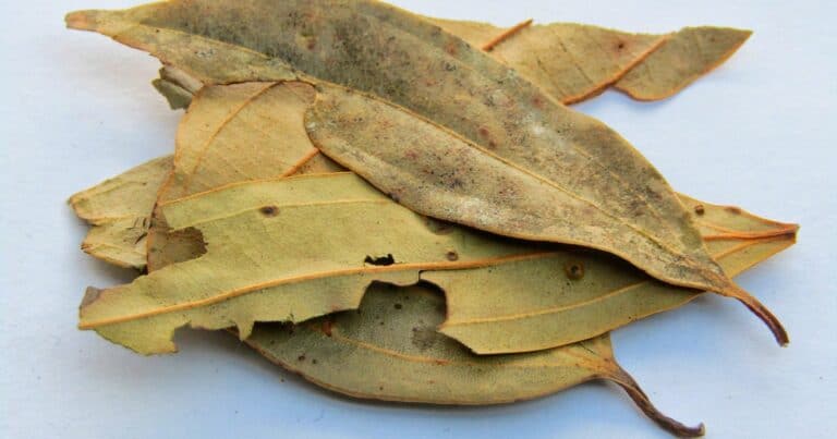 India Bay Leaf