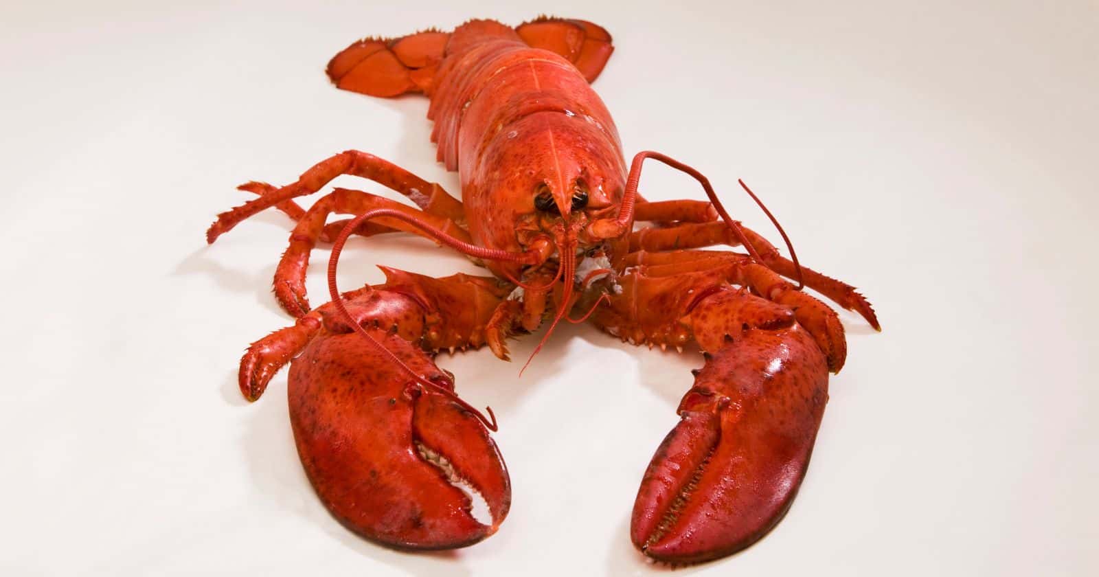 Is Lobster An Aphrodisiac