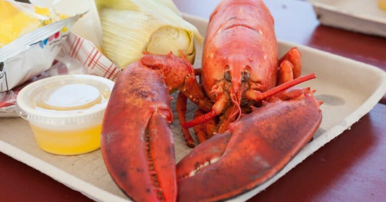 Rock Lobster Vs Maine Lobster